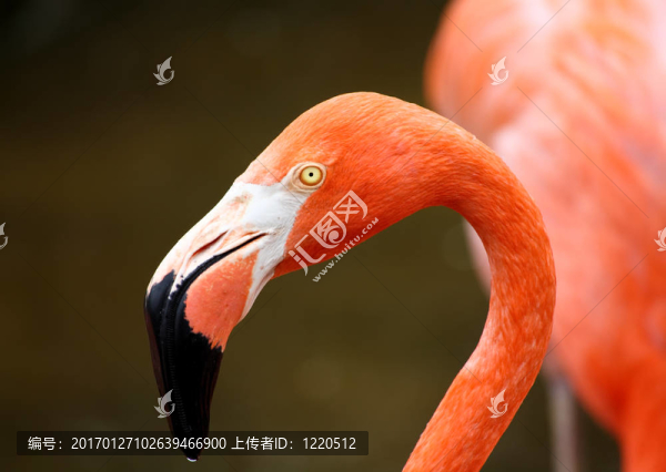 在佛羅里達州的一個公園，紅色的火烈鳥