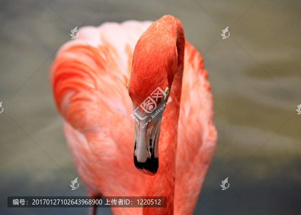 在佛羅里達(dá)州的一個公園，紅色的火烈鳥