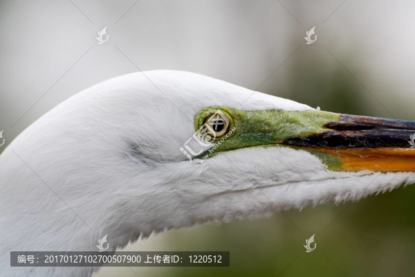 佛羅里達州的一個公園里的熱帶鳥