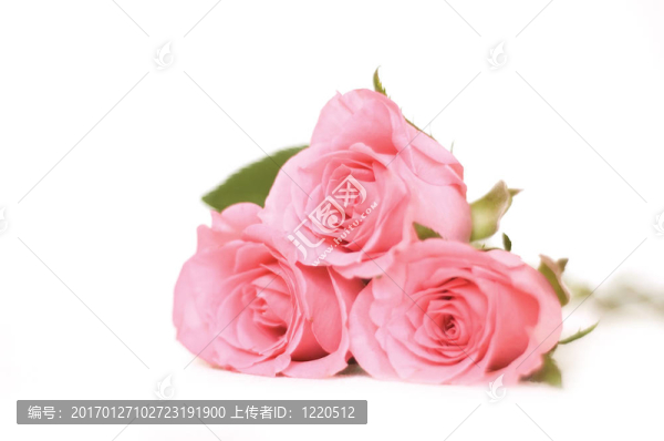 粉紅色的玫瑰花束