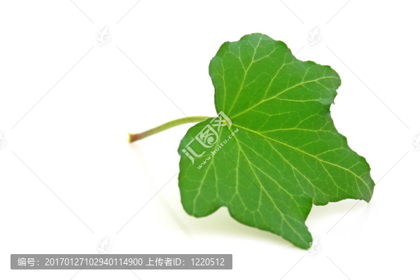 常春藤