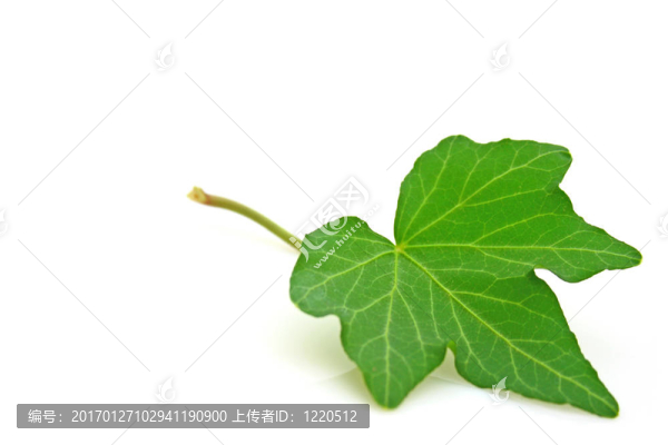 常春藤