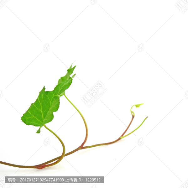常春藤-匯圖網(wǎng) www.fosd68.com 常春藤