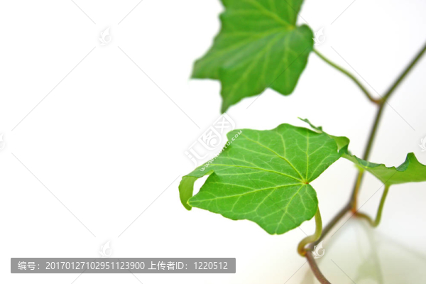 常春藤