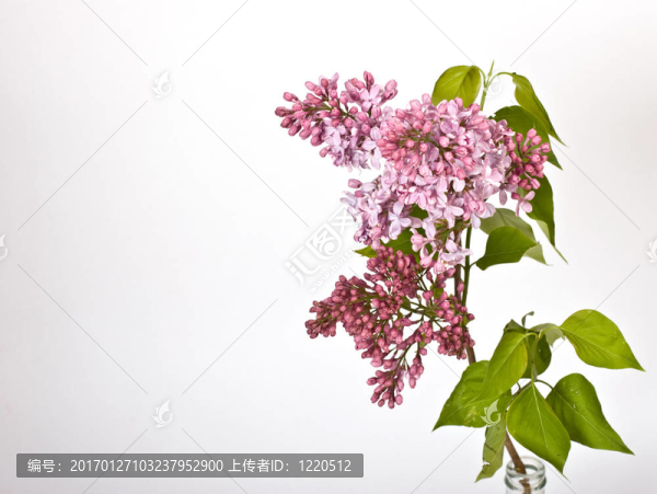 丁香花-匯圖網(wǎng) www.fosd68.com 丁香花