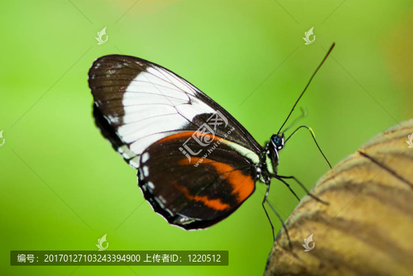 玻璃翅butterlfy-匯圖網(wǎng) www.fosd68.com 玻璃翅butterlfy