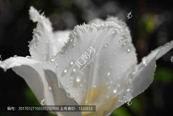 白色郁金香上的露水