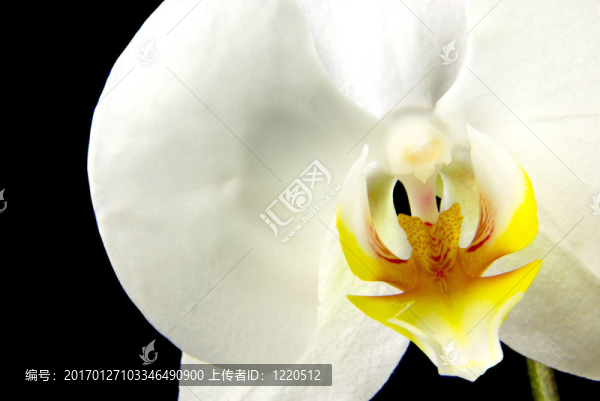 蘭花宏鏡頭2