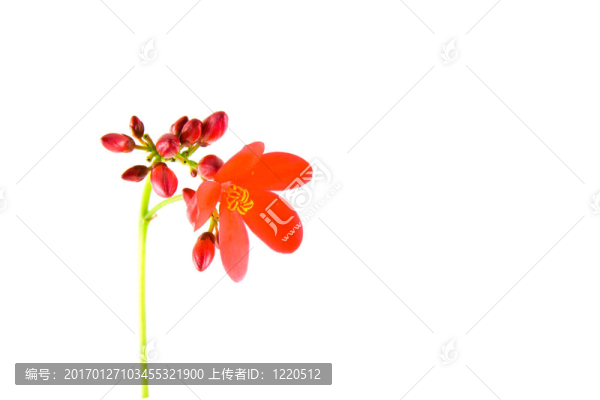 紅色的花