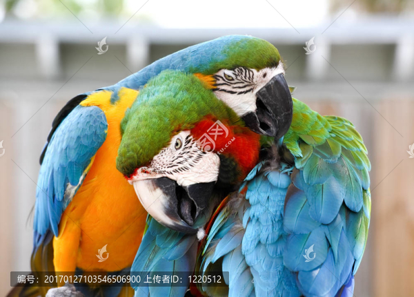 說話的鸚鵡特寫-匯圖網(wǎng) www.fosd68.com 說話的鸚鵡特寫