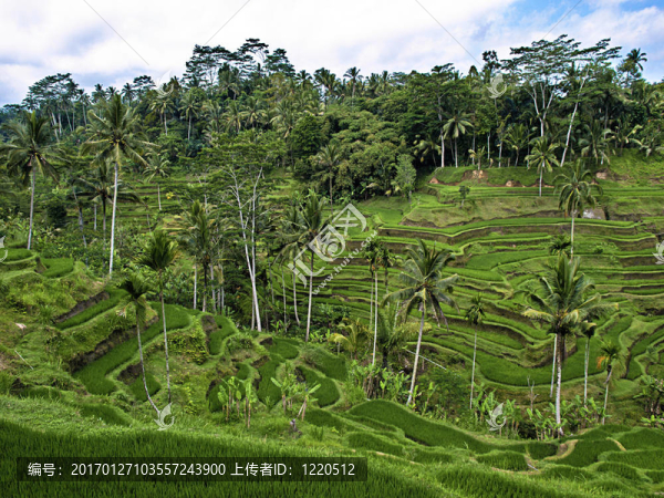 巴厘梯田