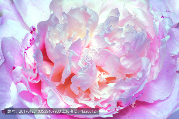 牡丹-匯圖網(wǎng) www.fosd68.com 牡丹