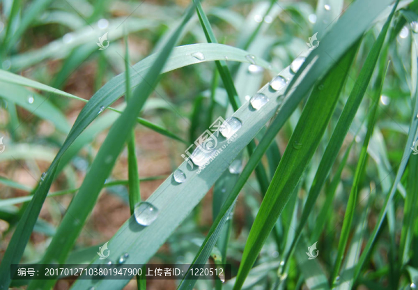 青草上的露水