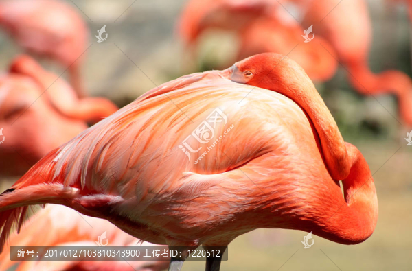 在佛羅里達(dá)州的一個(gè)公園，紅色的火烈鳥