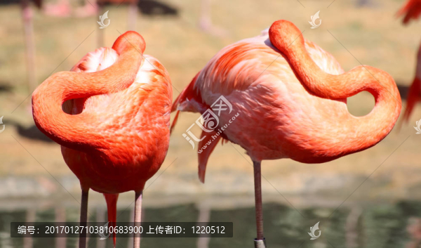 在佛羅里達(dá)州的一個(gè)公園，紅色的火烈鳥