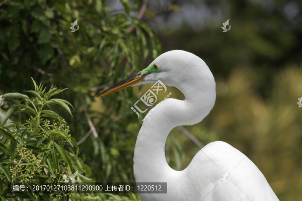 佛羅里達州的一個公園里的熱帶鳥