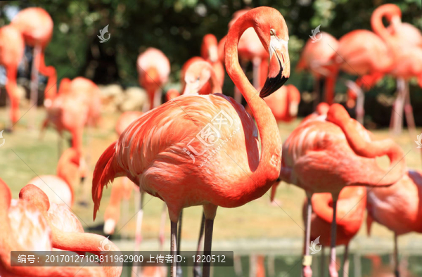 在佛羅里達(dá)州的一個(gè)公園，紅色的火烈鳥(niǎo)