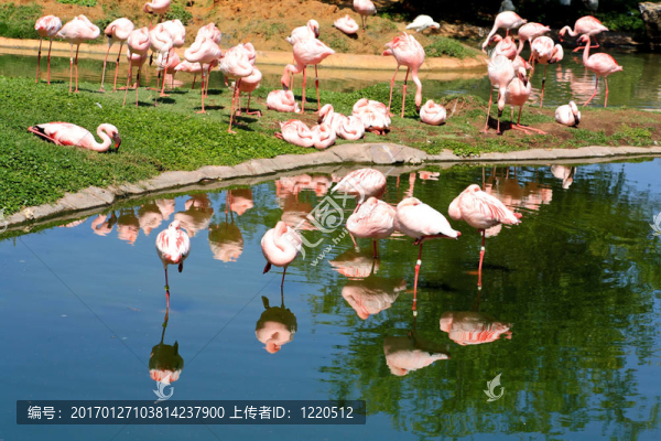 在佛羅里達(dá)州的一個(gè)公園，紅色的火烈鳥(niǎo)