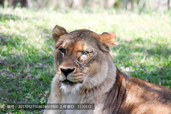 動(dòng)物園里的獅子特寫