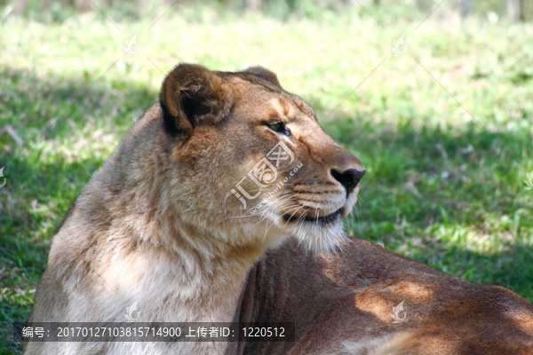 動物園里的獅子特寫