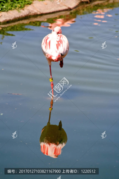 在佛羅里達(dá)州的一個(gè)公園，紅色的火烈鳥(niǎo)