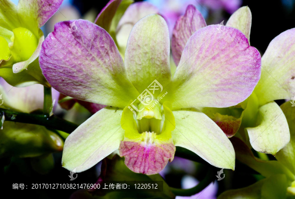 一個(gè)在植物園里的果園