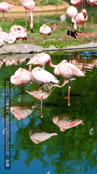 在佛羅里達(dá)州的一個(gè)公園，紅色的火烈鳥(niǎo)