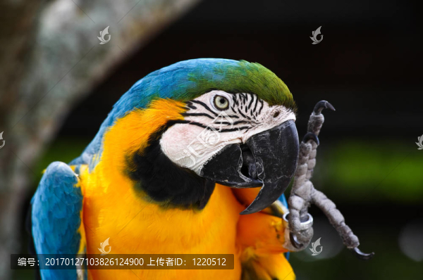 說話的鸚鵡特寫