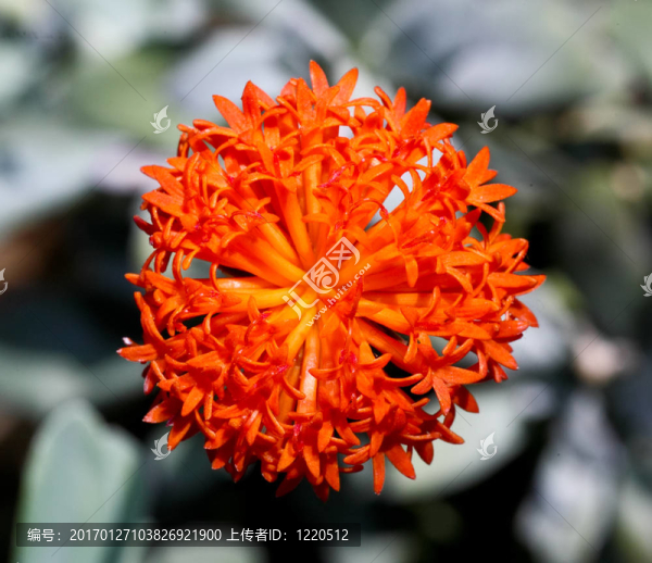 在植物園的花