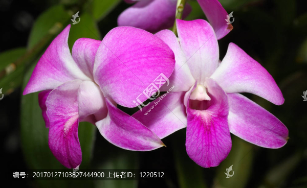 一個(gè)在植物園里的果園