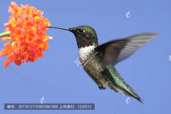 紅寶石喉蜂鳥（紅喉北蜂鳥）