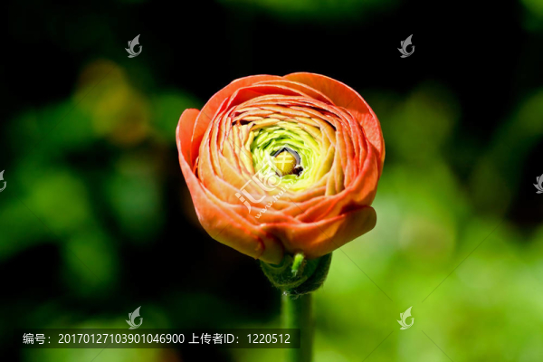 一朵花蕾