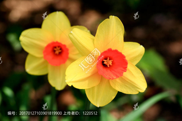 水仙花盛開(kāi)在春天