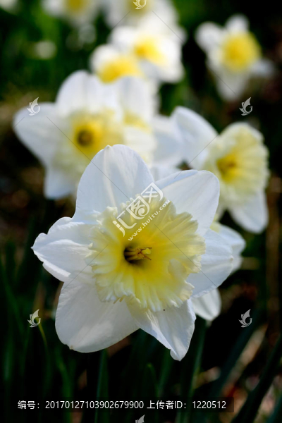 水仙花盛開(kāi)在春天
