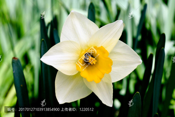 水仙花盛開在春天