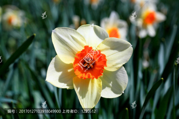 水仙花盛開在春天
