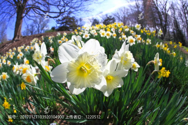 水仙花盛開在春天