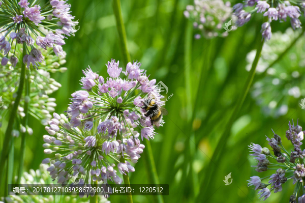 紫色花與蜜蜂