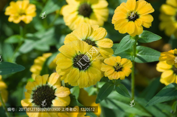 黃色的花