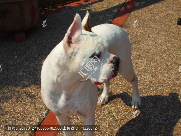 白色的拳師犬