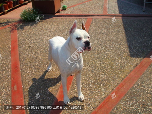 白色的拳師犬