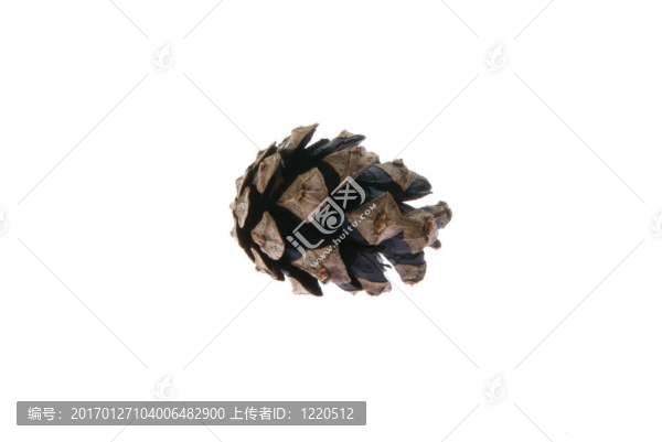 松樹的球果。