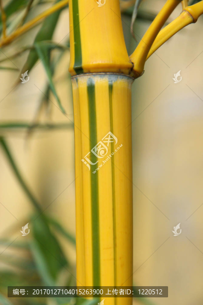 竹27