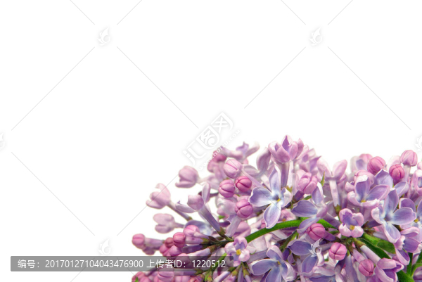 白色03上的丁香