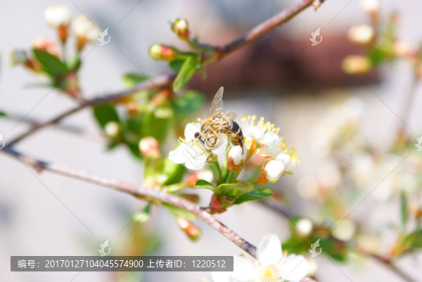 蜜蜂。