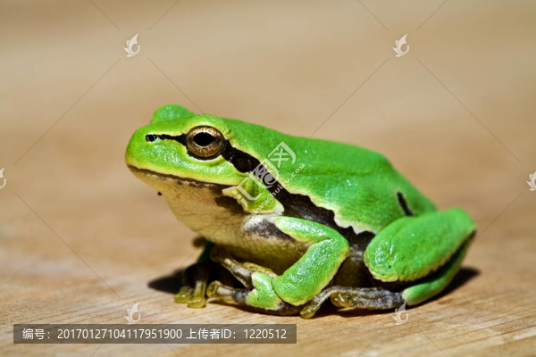 綠色的青蛙