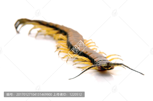 蜈蚣友好