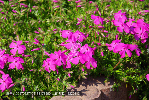 Moss,Phlox,05