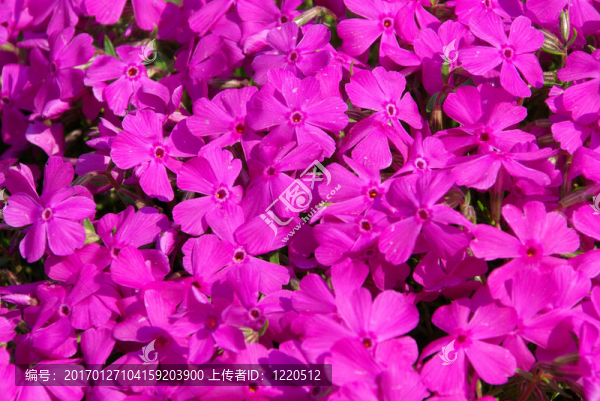 Moss,Phlox,09