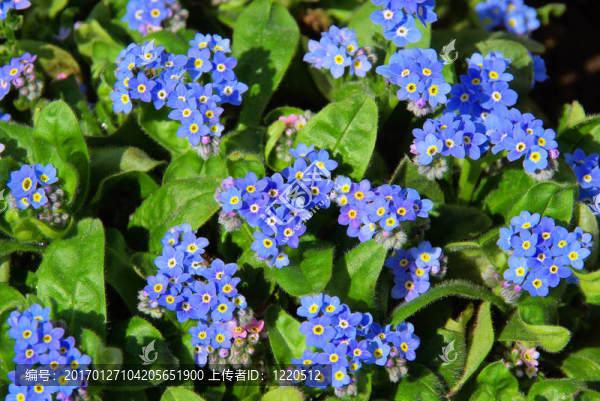 小03朵櫻草
